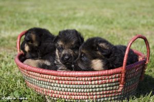 Cuccioli disponibili